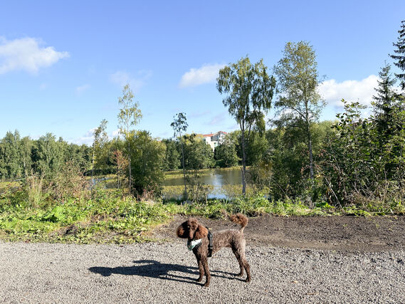 Vuokra-asunto Tampere Hatanpää Kaksio