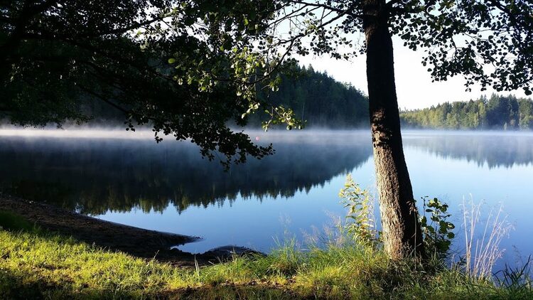 Relax Fox, easy guided nature walk 3 - 5km from Hotel Nuuksio .11.,  Espoo 